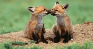 اجمل الحيوانات